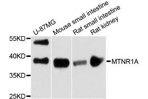 Western blot analysis of extracts of various cell lines, using MTNR1A antibody. (Melatonin Receptor 1A Antikörper)
