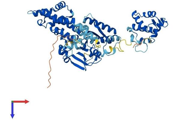 EHD4 Protein (AA 1-541) (His tag)