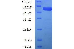 SDS-PAGE (SDS) image for Kynurenine 3-Monooxygenase (Kynurenine 3-Hydroxylase) (KMO) (AA 1-486), (full length) protein (His-SUMO Tag) (ABIN4975813) (KMO Protein (AA 1-486, full length) (His-SUMO Tag))