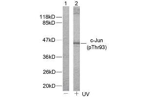 Western blot analysis of extract from HeLa cells untreated or treated with (C-JUN Antikörper  (pThr93))