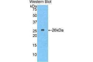Western Blotting (WB) image for anti-Stromal Cell Derived Factor 4 (SDF4) (AA 154-362) antibody (ABIN1860507) (SDF4 Antikörper  (AA 154-362))