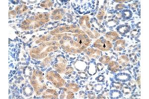 PDE9A antibody was used for immunohistochemistry at a concentration of 4-8 ug/ml to stain Epithelial cells of renal tubule (arrows) in Human Kidney. (PDE9A Antikörper  (N-Term))