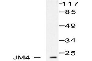 Image no. 1 for anti-PRA1 Domain Family, Member 2 (PRAF2) antibody (ABIN265488) (PRAF2 Antikörper)