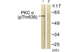 Western blot analysis of extracts from NIH-3T3 cells treated with UV 15', using PKC alpha (Phospho-Thr638) Antibody. (PKC alpha Antikörper  (pThr638))