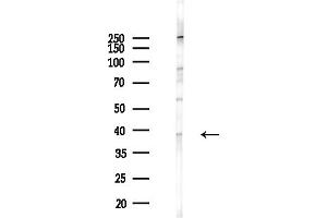 anti-MHC, Class I antibody