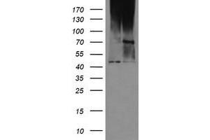 Image no. 1 for anti-Mab-21-Like 3 (MAB21L3) antibody (ABIN1497030) (MAB21L3 Antikörper)