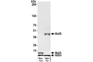 Western Blotting (WB) image for anti-Transcription Factor MafB (MAFB) (AA 1-50) antibody (ABIN7455090)