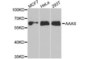 Western blot analysis of extracts of various cell lines, using AAAS antibody.