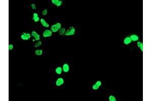 Anti-HOXC11 mouse monoclonal antibody (ABIN2454336) immunofluorescent staining of COS7 cells transiently transfected by pCMV6-ENTRY HOXC11 (RC201475). (HOXC11 Antikörper  (AA 1-304))