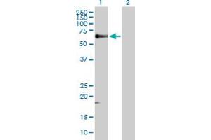 Western Blot analysis of TGFB1 expression in transfected 293T cell line by TGFB1 MaxPab polyclonal antibody. (TGFB1 Antikörper  (AA 1-390))