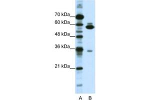 Western Blotting (WB) image for anti-Zinc Finger Protein 446 (ZNF446) antibody (ABIN2461885) (ZNF446 Antikörper)