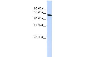 WB Suggested Anti-PDLIM5 Antibody Titration:  0. (PDLIM5 Antikörper  (N-Term))