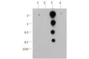 Dot Blot of Rabbit Anti-Histone H3 [Lys36 ac] Antibody. (Histone 3 Antikörper  (H3K36ac))