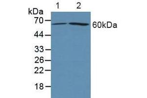 Western blot analysis of (1) Human 293T cells and (2) Human HeLa cells. (PTGS2 Antikörper  (AA 418-589))