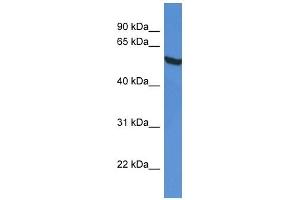 Western Blot showing GPI antibody used at a concentration of 1 ug/ml against HepG2 Cell Lysate (GPI Antikörper  (C-Term))