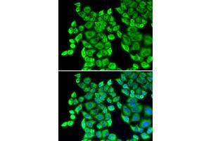 Immunofluorescence (IF) image for anti-Eukaryotic Translation Elongation Factor 1 delta (Guanine Nucleotide Exchange Protein) (EEF1D) antibody (ABIN1872432) (EEF1D Antikörper)