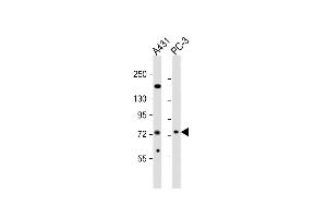 All lanes : Anti-NGEF Antibody (C-term) at 1:2000 dilution Lane 1: A431 whole cell lysates Lane 2: PC-3 whole cell lysates Lysates/proteins at 20 μg per lane. (NGEF Antikörper  (C-Term))