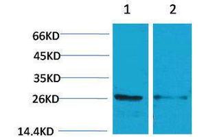 Western Blotting (WB) image for anti-14-3-3 epsilon (YWHAE) antibody (ABIN3188035) (YWHAE Antikörper)