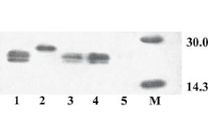 Western Blot analysis of ABIN110156 specificity. (VEGFA Antikörper  (Isoform 164))