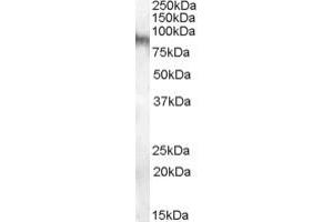 ABIN238626 (0. (Neuroligin 3 Antikörper  (Internal Region))
