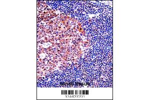 MCM4 Antibody immunohistochemistry analysis in formalin fixed and paraffin embedded human tonsil tissue followed by peroxidase conjugation of the secondary antibody and DAB staining. (MCM4 Antikörper  (C-Term))