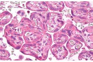 Anti-VEGFR-1 antibody IHC staining of human placenta. (FLT1 Antikörper  (Internal Region))