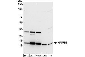anti-NADH Dehydrogenase (Ubiquinone) 1 beta Subcomplex, 6, 17kDa (NDUFB6) (AA 78-128) antibody