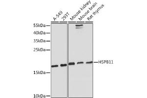 Western blot analysis of extracts of various cell lines, using HSPB11 Rabbit pAb (ABIN7267591) at 1:1000 dilution. (HSPB11 Antikörper)