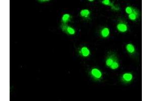 Anti-SLC2A5 mouse monoclonal antibody (ABIN2452373) immunofluorescent staining of COS7 cells transiently transfected by pCMV6-ENTRY SLC2A5 (RC200418). (SLC2A5 Antikörper)