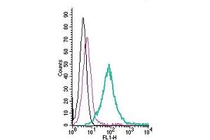 Cell surface detection of CD73 by direct flow cytometry in live intact human Burkitt's lymphoma Daudi cells:___ Cells. (CD73 Antikörper  (Extracellular) (FITC))