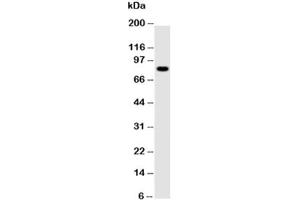 Western blot testing of NLRP4G antibody and mouse ovary tissue lysate (NLRP4G Antikörper  (AA 704-721))
