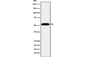 Western blot analysis of TEAD1 expression in 293T cell lysate. (Rekombinanter TEAD1 Antikörper)