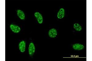 Immunofluorescence (IF) image for anti-TSC22 Domain Family, Member 3 (TSC22D3) (AA 1-97) antibody (ABIN560657)