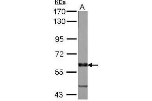 MPP6 Antikörper  (N-Term)