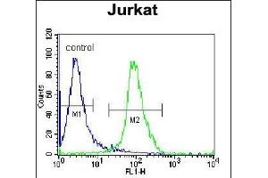 ELMO2 Antibody (Center) (ABIN655058 and ABIN2844687) flow cytometric analysis of Jurkat cells (right histogram) compared to a negative control cell (left histogram). (ELMO2 Antikörper  (AA 323-350))