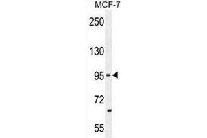 PCDH20 Antibody (Center) western blot analysis in MCF-7 cell line lysates (35µg/lane).