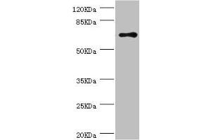 Western blot All lanes: RNGTT antibody at 1. (RNGTT Antikörper  (AA 1-260))