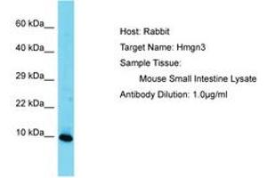 Image no. 1 for anti-High Mobility Group Nucleosomal Binding Domain 3 (HMGN3) (AA 41-90) antibody (ABIN6750471)
