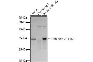 Immunoprecipitation (IP) image for anti-Prohibitin 2 (PHB2) antibody (ABIN7269545)