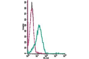anti-ORAI Calcium Release-Activated Calcium Modulator 1 (ORAI1) (AA 203-214), (Extracellular) antibody