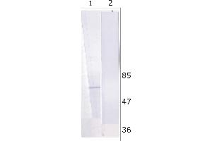 WB analysis of Huh-7 cell line expressing NS5B protein. (HCV 1b NS5B Antikörper  (AA 92-105))