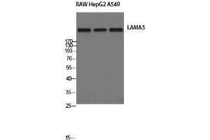 Western Blotting (WB) image for anti-Laminin, alpha 5 (LAMA5) (Internal Region) antibody (ABIN3185350)
