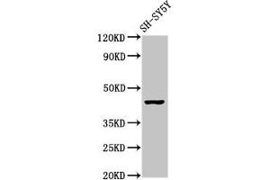 Mu Opioid Receptor 1 Antikörper  (AA 1-68)