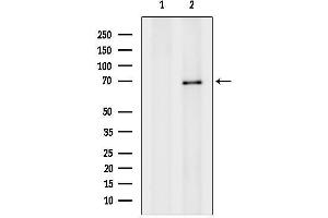 Western blot analysis of lysates from K562, using GPNMB Antibody.