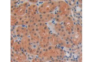 Used in DAB staining on fromalin fixed paraffin- embedded kidney tissue (ERI1 Antikörper  (AA 1-345))