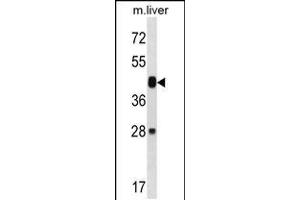 Western blot analysis in mouse liver tissue lysates (35ug/lane). (MAP2K6 Antikörper  (N-Term))