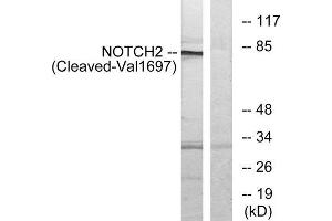 Western blot analysis of extracts from Jurkat cells, treated with etoposide (25uM, 24hours), using NOTCH2 (Cleaved-Val1697) antibody. (NOTCH2 Antikörper  (Cleaved-Val1697))