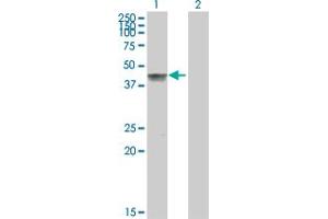 Western Blot analysis of GOT1 expression in transfected 293T cell line by GOT1 MaxPab polyclonal antibody. (GOT1 Antikörper  (AA 1-413))