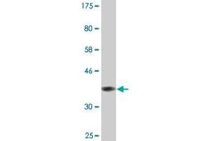 Western Blot detection against Immunogen (41. (C1D Antikörper  (AA 1-141))