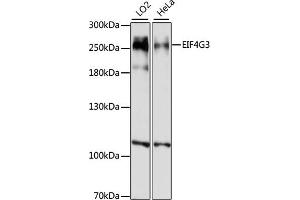 Western blot analysis of extracts of various cell lines, using EIF4G3 antibody (ABIN7267044) at 1:1000 dilution. (EIF4G3 Antikörper  (AA 1000-1200))